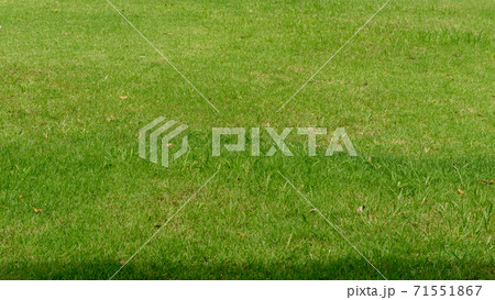 green grass on the field green grass on the field 71551867