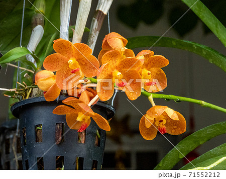 yellow gold spots Vanda orchids in nature 71552212