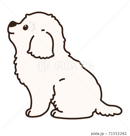 Simple and cute Maltese illustration that sits... - Stock ...