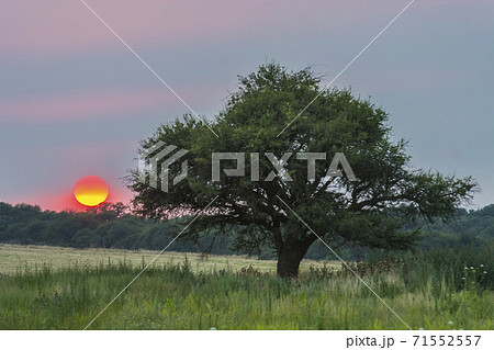 Pampas Landscape 71552557