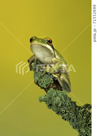 Frog, La Pampa, Argentina 71552699