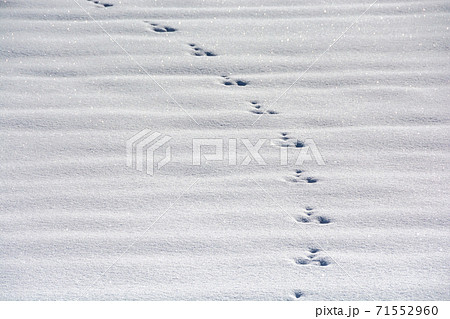 雪の上の野生動物の足跡の写真素材