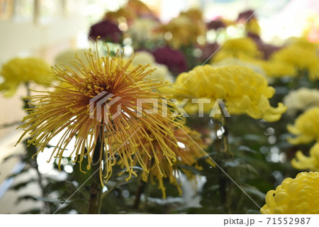 黄色の糸菊 71552987