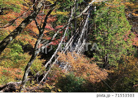 徳島県三好市奥祖谷地区「奥祖谷二重かずら橋」の男橋 徳島県三好市奥祖谷地区「奥祖谷二重かずら橋」の男橋 71553503