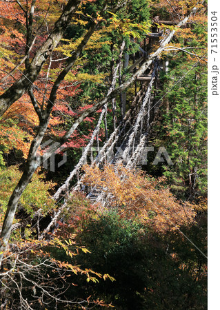 徳島県三好市奥祖谷地区「奥祖谷二重かずら橋」の男橋 徳島県三好市奥祖谷地区「奥祖谷二重かずら橋」の男橋 71553504