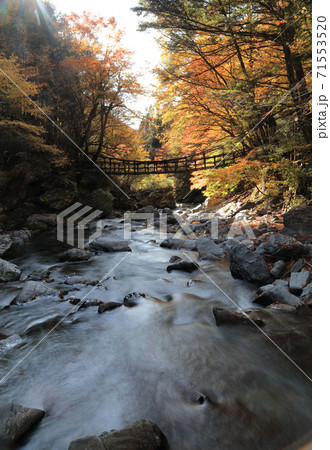 徳島県三好市奥祖谷地区「奥祖谷二重かずら橋」の女橋（手前）と男橋 71553520