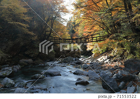 徳島県三好市奥祖谷地区「奥祖谷二重かずら橋」の女橋（手前）と男橋 71553522