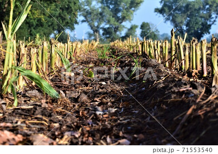 Harvested corn field as a close-up with trees in the background Harvested corn field as a close-up with trees in the background 71553540