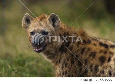 Hyena South Africa 71553555