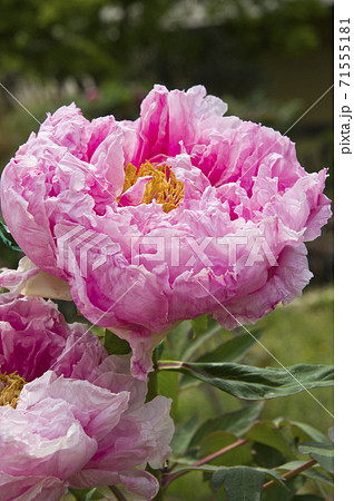 このピンク色の牡丹の名前は花競 ハナキソイ です の写真素材