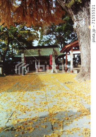 東大阪市稲田八幡宮の銀杏の落葉 71555521