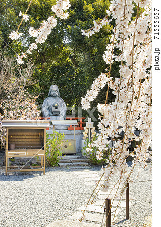 千本釈迦堂 大報恩寺　おかめ塚とおかめ桜 71555657