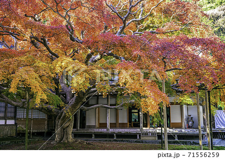 紅葉が美しい雷山千如寺大悲王院（福岡県糸島市） 71556259