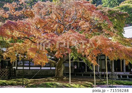 紅葉が美しい雷山千如寺大悲王院(福岡県糸島市) 紅葉が美しい雷山千如寺大悲王院(福岡県糸島市) 71556288