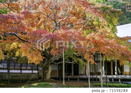 紅葉が美しい雷山千如寺大悲王院(福岡県糸島市) 紅葉が美しい雷山千如寺大悲王院(福岡県糸島市) 71556289
