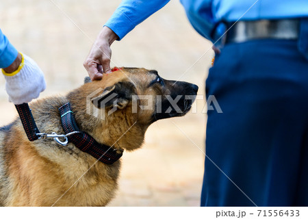 Dog festival Kukur Tihar in Kathmandu, Nepal 71556433