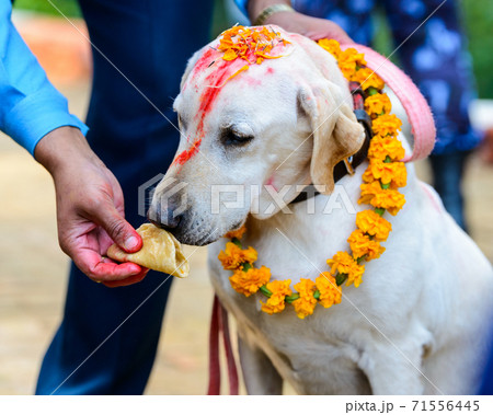 Dog festival Kukur Tihar in Kathmandu, Nepal 71556445
