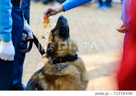 Dog festival Kukur Tihar in Kathmandu, Nepal 71556446