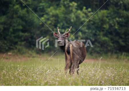 sambar deer in khao yai national park thailand sambar deer in khao yai national park thailand 71556713