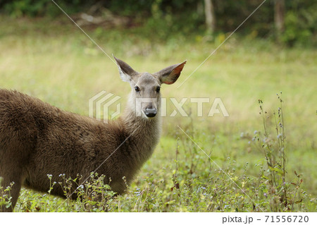 young female sambar deer in khao yai national park thailand young female sambar deer in khao yai national park thailand 71556720