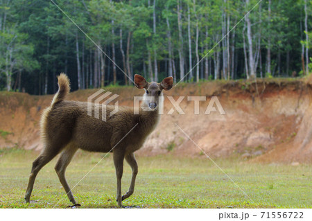 young female sambar deer in khao yai national park thailand1 young female sambar deer in khao yai national park thailand1 71556722