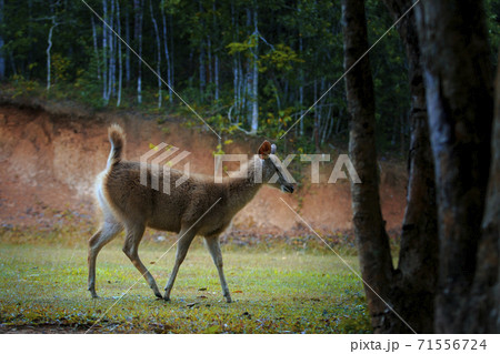 young sambar deer in khao yai national park thailand young sambar deer in khao yai national park thailand 71556724