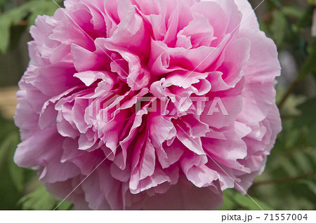 このピンク色の牡丹の花の名前は今猩猩 イマショウジョウ です の写真素材