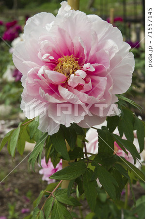 この白色の牡丹の花の名前は村松桜です の写真素材