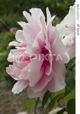 この白色の牡丹の花の名前は村松桜です の写真素材