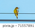 olive-backed sunbird perched on the wire 71557891