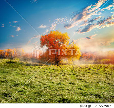 Tree and autumn field Tree and autumn field 71557967