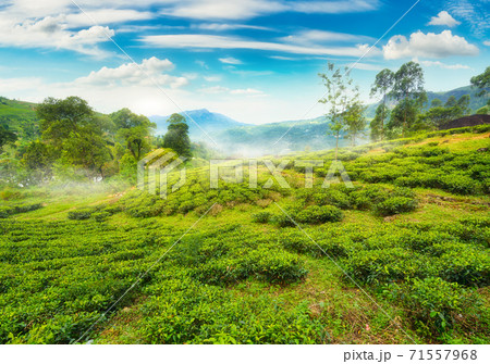 Tea fields of Nuwara Eliya 71557968