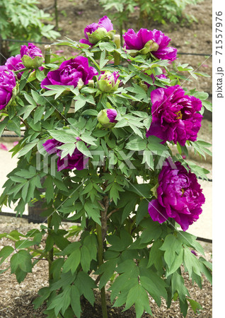 この赤紫色の牡丹の花の名前は島大臣です の写真素材