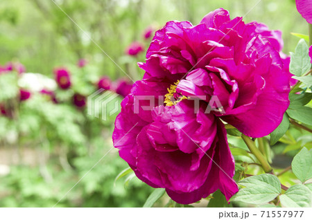 この赤紫色の牡丹の花の名前は島大臣です。 この赤紫色の牡丹の花の名前は島大臣です。 71557977