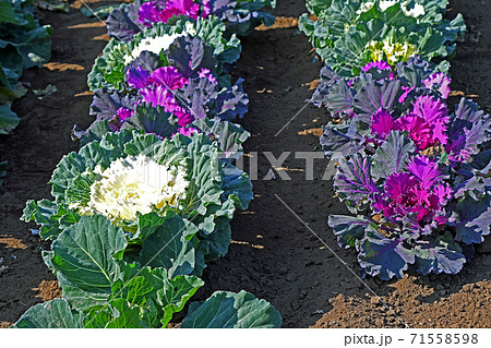 葉ボタン（葉牡丹） 71558598