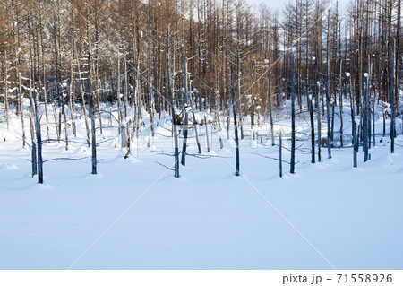 雪に覆われた冬の青い池　美瑛町 71558926