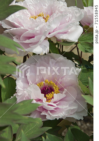 この白色の牡丹の花の名前は明皇の宝（ミョウコウノタカラ）です。 71558945