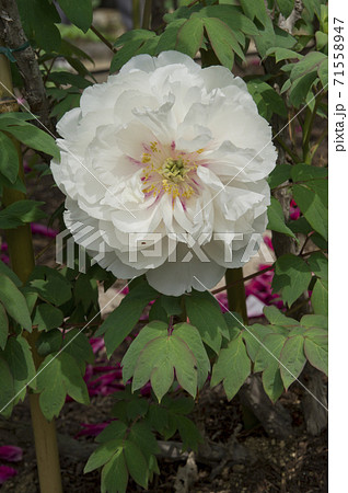 この白色の牡丹の花の名前は明皇の宝 ミョウコウノタカラ です の写真素材