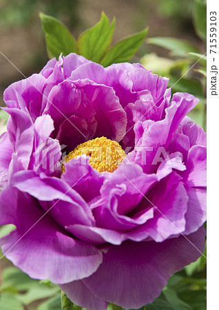 この紫色の牡丹の花の名前は長寿楽です の写真素材