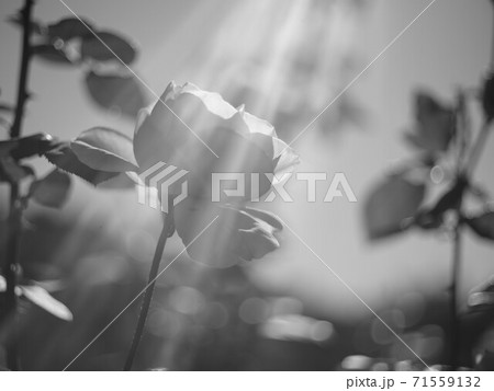 バラの花 バラの花 71559132