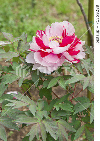 この白色と赤色の牡丹の花の名前は島錦です の写真素材