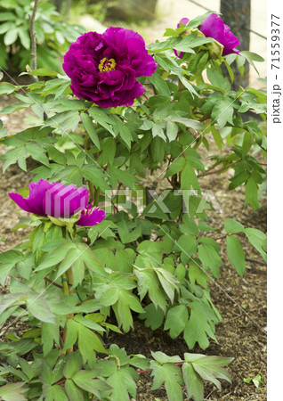 この赤紫色の牡丹の花の名前は島大臣です の写真素材