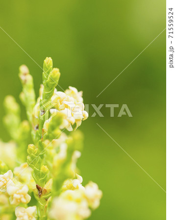 コノテガシワの葉先　接写 71559524