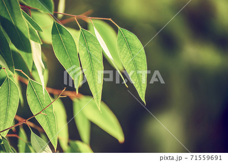 Eucalyptus green leaves Eucalyptus green leaves 71559691