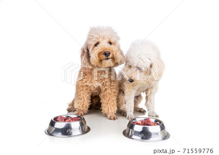 Obedient healthy dogs posing with barf raw meat, fish, vegetable, eggs, ingredient diet on white background Obedient healthy dogs posing with barf raw meat, fish, vegetable, eggs, ingredient diet on white background 71559776