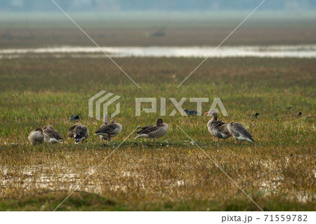 Greylag goose flock in open grass field and wetland of keoladeo national park or bharatpur bird sanctuary rajasthan india - Anser anser 71559782