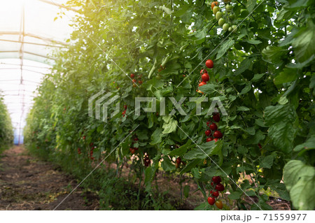 Greenhouse with cherry tomatoes Greenhouse with cherry tomatoes 71559977