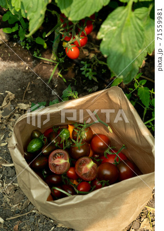Greenhouse with cherry tomatoes 71559981
