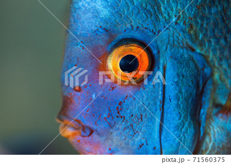 Closup of Blue Diamond Discus fish, detailed mouth and eye view Closup of Blue Diamond Discus fish, detailed mouth and eye view 71560375
