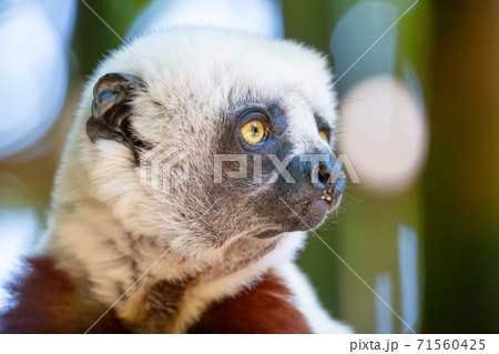 The Coquerel Sifaka in its natural environment in a national park on the island of Madagascar The Coquerel Sifaka in its natural environment in a national park on the island of Madagascar 71560425